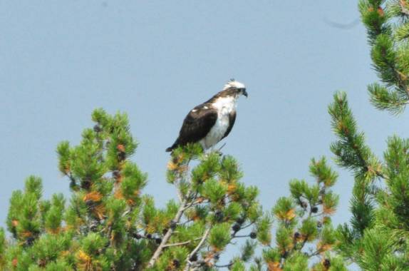 A águia reina soberana nos céus do Yellowstone National Park, em Wyoming, nos Estados Unidos